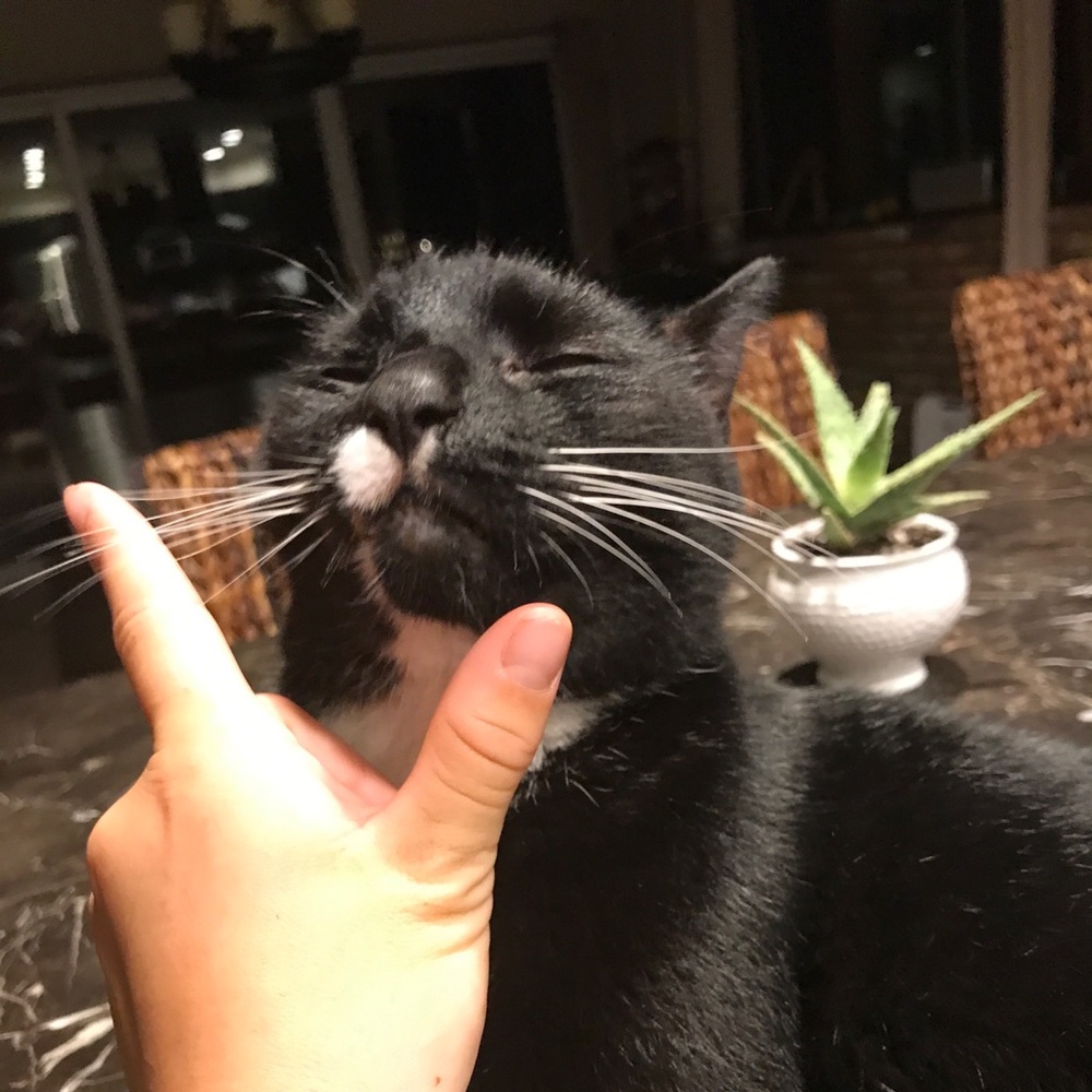 Meet your Posher, Jet